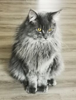 Deckkater Mainecoon blue smoke , gengetestet - Schweinfurt