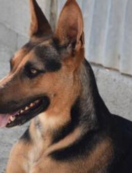 Melodi liebe Mama von 5 Welpen Ho - Ludwigshafen (Rhein)