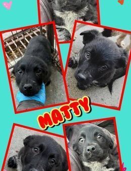 Welpenjunge Matty bald auf Pflegestelle - Nürnberg