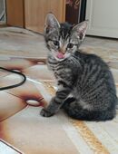 Katzen Baby in 74850