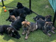Schäferhund Welpen, mit Papiere vom Verein für deutsche Schäferhunde - Bönen