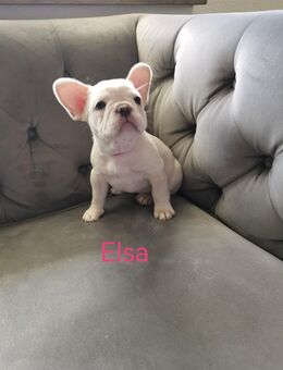 Französische bulldogge welpen reinrassig - Gummersbach