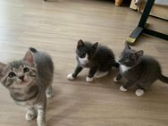 Kätzchen Kitten Katzen - Laupheim Zentrum