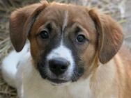Unsere süße Tilda sucht ihre Familie - Kallmünz
