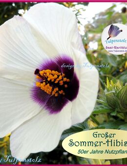 ♥ Hoher Sommer Hibiskus Eibisch,Samen,Blume 50er Jahr Tulpenstolz, essbar,samenfest,Saatgut,Garten, Nutzpflanze,Öl,Kleidung, Hibiscus cannabinus,Stundeneibisch, Malve Sommerhibiskus - Hamburg