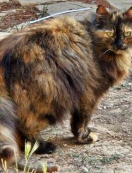 Carmen - Bildschöner Langhaarmix - Aichwald