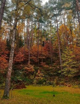 Nette junge Menschen suchen Unterstützung im Wald - Mistelbach