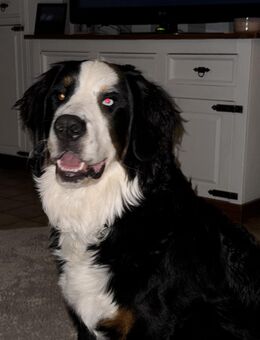 Absoluter Traumhund - Wietzendorf