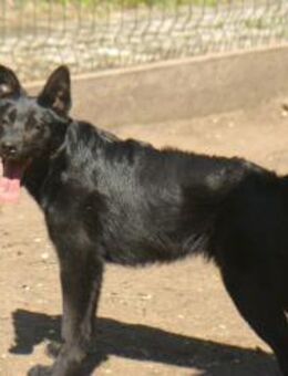 Malvin sucht ein Zuhause - Elsenfeld