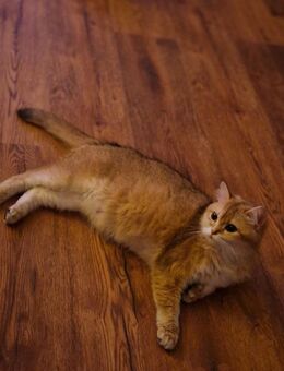 Britisch kurzhaar (BKH) KITTEN- LIEBEVOLL & VERSPIELT - Hannover