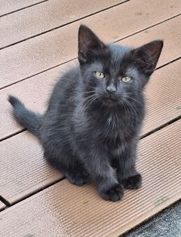 Kater und Kater - Elbe-Parey