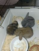 Zwerghasen 4 in 06108