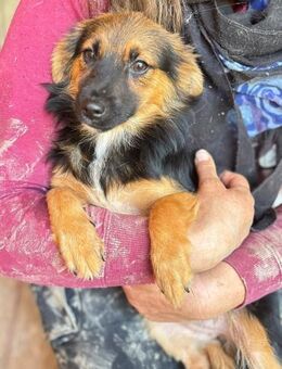 Violet - Markkleeberg