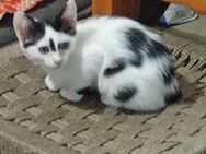 Mia aus dem Tierschutz - Grevenbroich