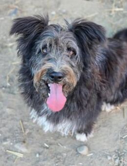 Verschmuste, liebe Junghündin Susi - Kallmünz