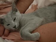 Wir suchen Russisch Blau Katze weiblich - Idstein