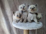 Ragdoll Birma Kitten - Großenkneten
