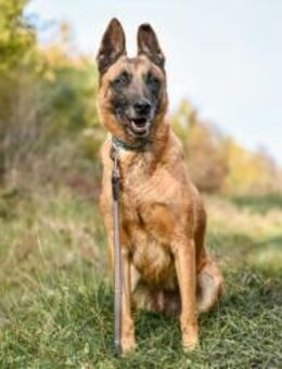 NANA - intelligent, wunderschön - Linden (Hessen)