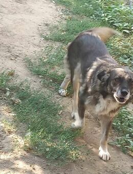 Zaubermaus Bella - Rambin