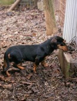 265475 - aber mit voller Leidenschaft - Overath