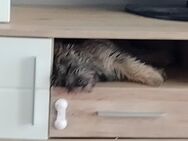 Anja Cairn Terrier - Duisburg