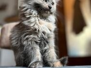 Maine Coon Kitten suchen ihr zuhause - Niederhosenbach