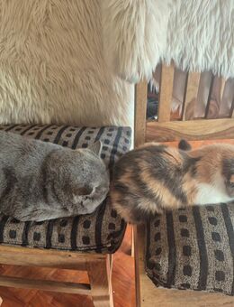 Bkh kitten männlich und weiblich - Ratingen