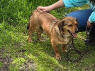 Menschenbezogener BARNEY sucht ♥️ - München