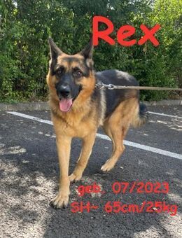 Rex - Königlicher Traumhund - Rinteln