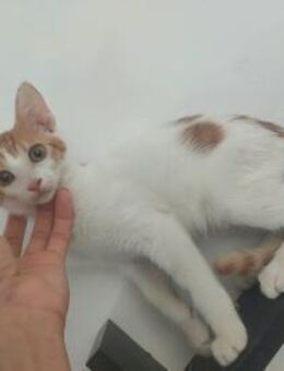 Taz 🐾 schaut immer wieder verdutzt - Kirchheim (München)