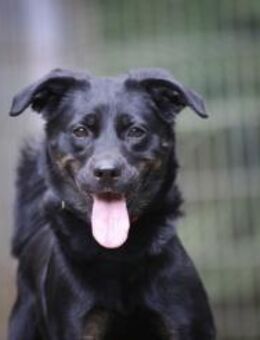 Kaya sucht ihre Familie - Pirmasens