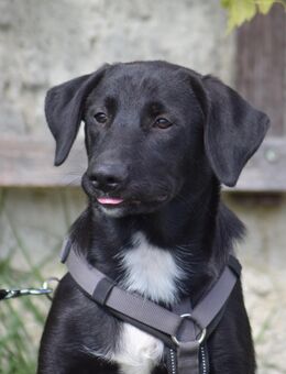 Unsere sehr verschmusten Labradormischlingswelpen Balu,Leo,Leika und Mutti Tilly ca 50 cm ,kastr. - Angern
