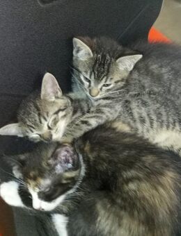 Babykätzchen / Katzen abzugeben - Krauschwitz