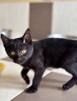 Schwarze Schönheit Kül - Beckingen