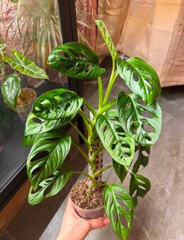 Monstera Adansonii mint variegata Pflanze - Buttstädt Zentrum