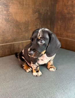 Zwerg Dackel Welpen in besonderen Farben (blue / choco / Harlekin) suchen tolles Zuhause - Eppelborn