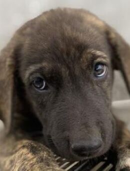 Tywin, geb. ca. 05/2024, GRIECHENLAND - Markdorf