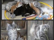 Maine Coon x EKH Mix Kitten Katzen Kätzchen Kater - Dietersburg