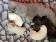 Britisch Kurzhaar kitten - Borkow