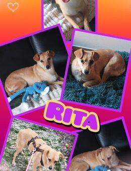 Liebe Rita auf Körbchensuche! - Nürnberg