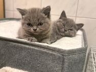 BKH Kitten Männchen - Jessen (Elster)