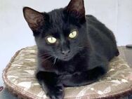 Lieber und freundlicher Kater Inky - Karlsruhe