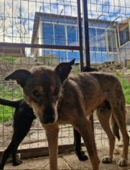 Nele; sollte qualvoll sterben - Geilenkirchen