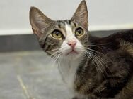 Coral- getigerte Schönheit sucht Zuhause - Kirchheim (München)