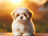Shih Tzu Welpen Mädchen sucht - Berlin Steglitz-Zehlendorf