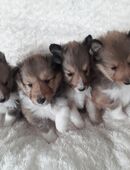 Sheltiewelpen mit VDH Papiere in 23820