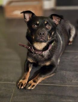 Olli - menschenbezogen und aktiv - Rheine