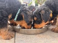 wunderschöne Airedale Terrier Welpen in liebevolle Hände abzugeben - Kirchberg (Sachsen)
