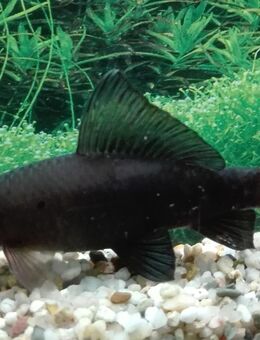 Feuerschwanz - Hohenroth