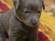 süße kleine Labrador Welpen - Altengottern